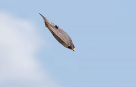 Vì sao loài chim này lại được gọi là 'Chiến đấu cơ có lông'?