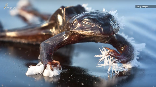 loai ech co kha nang dong bang va ra dong co the de sinh ton