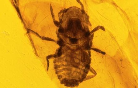 Phát hiện khủng long bị… 'chấy rận' từ thời kỷ Phấn trắng