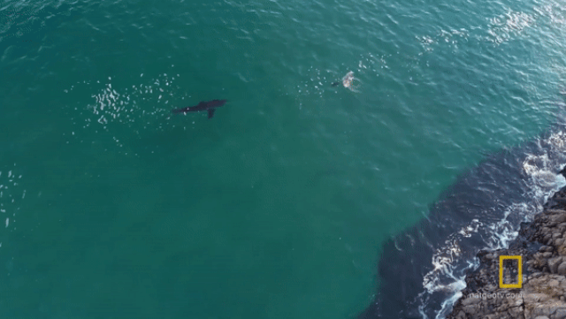 'Nghẹt thở' cuộc rượt đuổi tốc độ giữa cá mập và hải cẩu nghet tho cuoc ruot duoi toc do giua ca map va hai cau