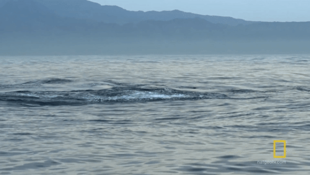 'Nghẹt thở' cuộc rượt đuổi tốc độ giữa cá mập và hải cẩu nghet tho cuoc ruot duoi toc do giua ca map va hai cau