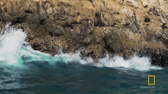 'Nghẹt thở' cuộc rượt đuổi tốc độ giữa cá mập và hải cẩu nghet tho cuoc ruot duoi toc do giua ca map va hai cau