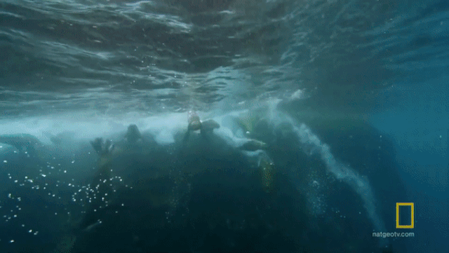 'Nghẹt thở' cuộc rượt đuổi tốc độ giữa cá mập và hải cẩu nghet tho cuoc ruot duoi toc do giua ca map va hai cau