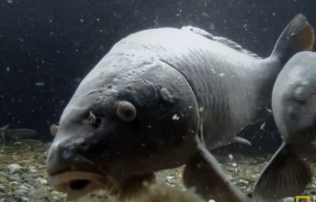 so nguoi nhat ban tai viet nam tang manh