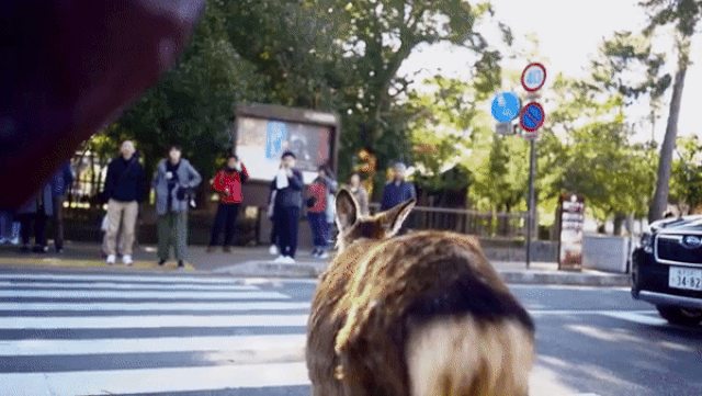 Chú hươu tuân thủ luật giao thông, chờ đèn chuyển xanh mới sang đường chu huou tuan thu luat giao thong cho den chuyen xanh moi sang duong