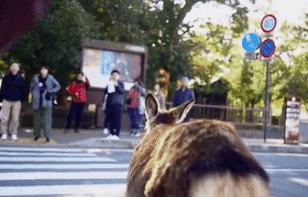 Chú hươu tuân thủ luật giao thông, chờ đèn chuyển xanh mới sang đường