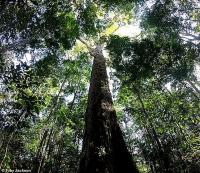 Phát hiện cây cao nhất trong rừng nhiệt đới Amazon