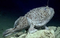 cau duoc ca tam thia nang 71kg pha ky luc the gioi