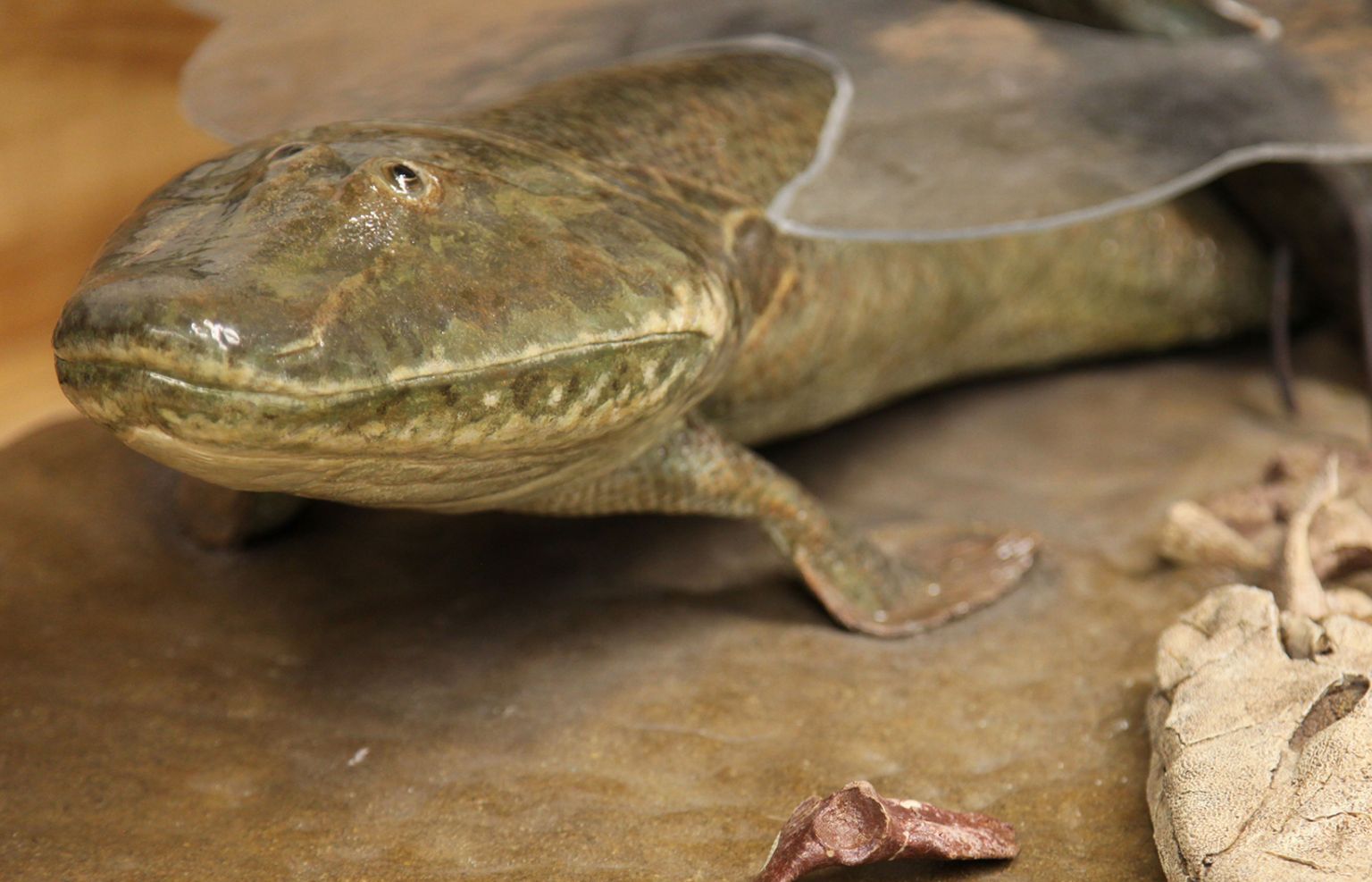 Cá cổ đại đã đi bộ trên mặt đất như thế nào?