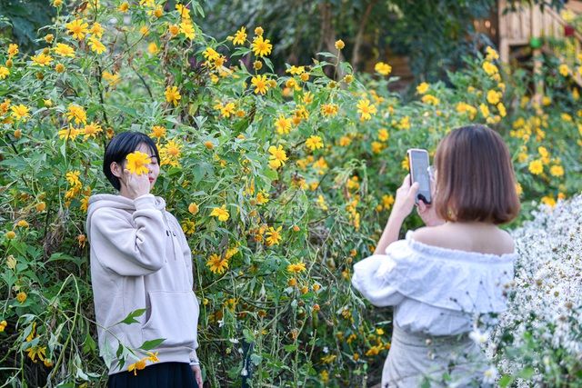 Hoa dã quỳ đẹp ngất ngây ngay giữa lòng Hà Nội