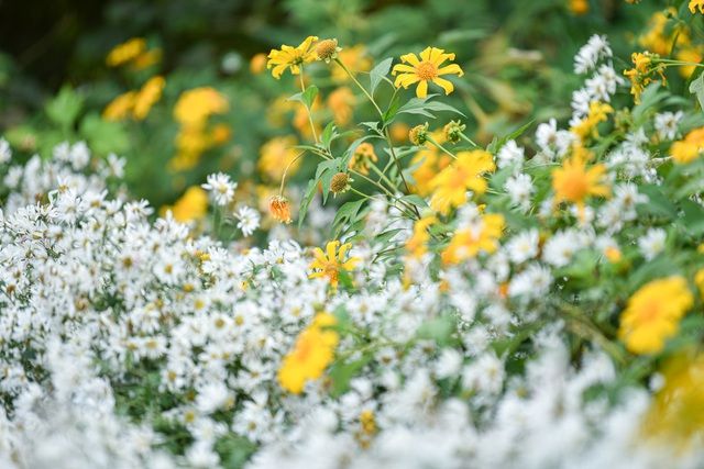 Hoa dã quỳ đẹp ngất ngây ngay giữa lòng Hà Nội