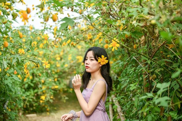 Hoa dã quỳ đẹp ngất ngây ngay giữa lòng Hà Nội