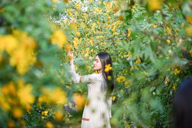 Hoa dã quỳ đẹp ngất ngây ngay giữa lòng Hà Nội