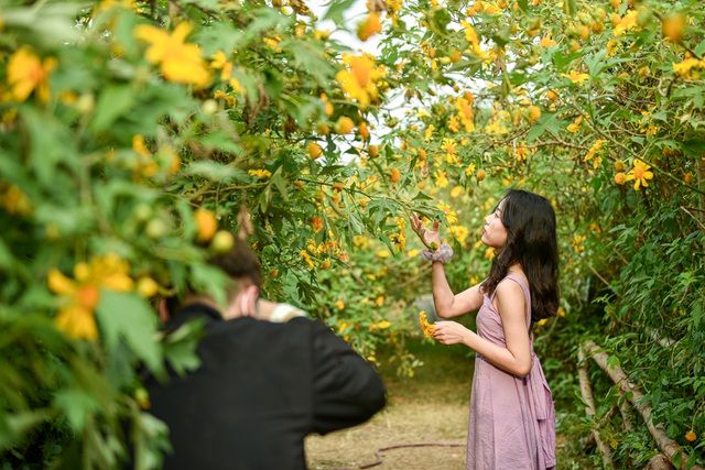 Hoa dã quỳ đẹp ngất ngây ngay giữa lòng Hà Nội