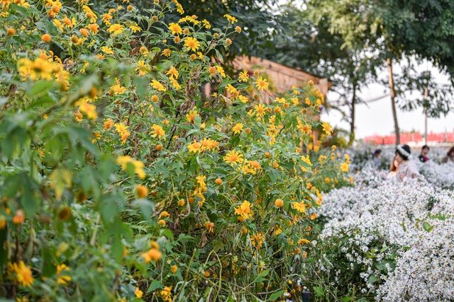 Hoa dã quỳ đẹp ngất ngây ngay giữa lòng Hà Nội