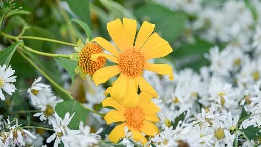 Hoa dã quỳ đẹp ngất ngây ngay giữa lòng Hà Nội