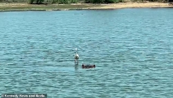 Khoảnh khắc hiếm gặp: Diệc thong dong đứng trên lưng hà mã như đang lướt sóng giữa sông