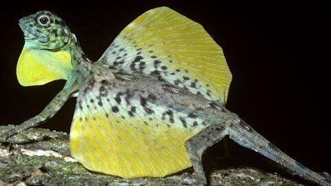 Khả năng kỳ lạ: Thằn lằn bay như rồng, một bước nhảy có thể tới 30 m