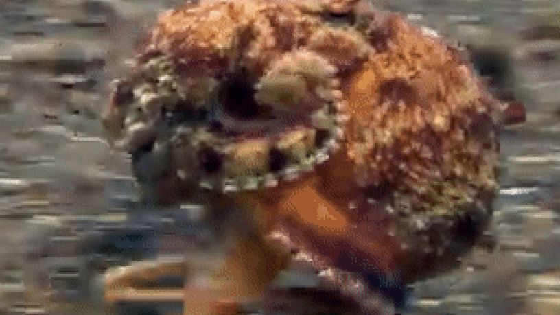 Cộng đồng mạng phát sốt với khoảnh khắc bạch tuộc chạy bộ dưới đáy biển