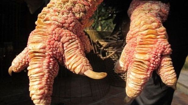 Cặp chân khủng của gà Đông Tảo Việt Nam hút triệu view trên báo Mỹ