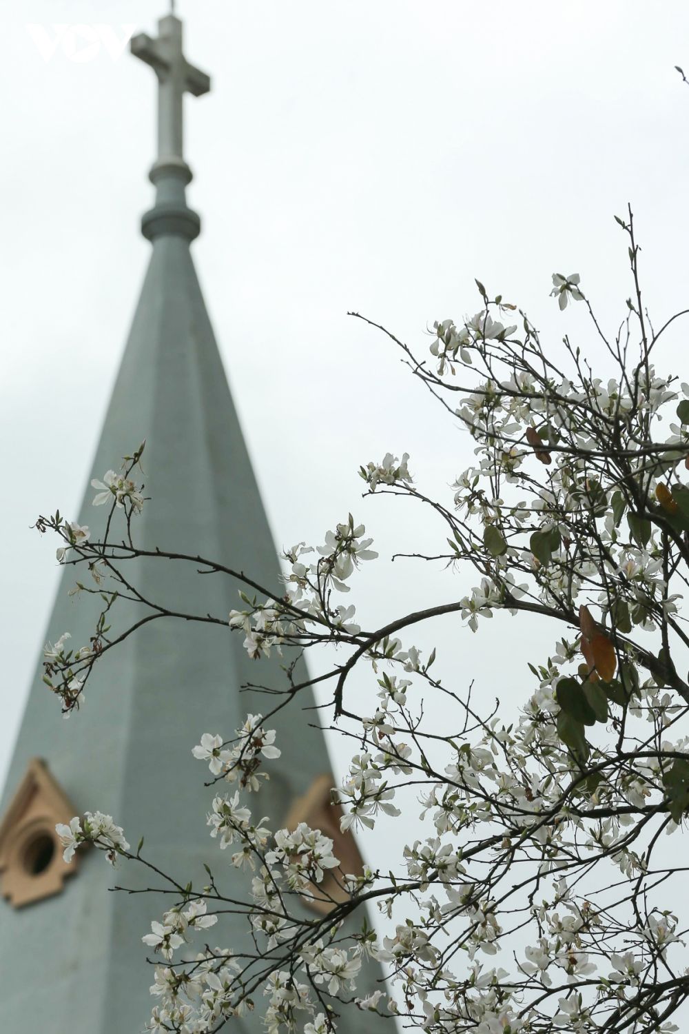 Ngắm hoa ban trắng Tây Bắc bung nở ở Đà Lạt