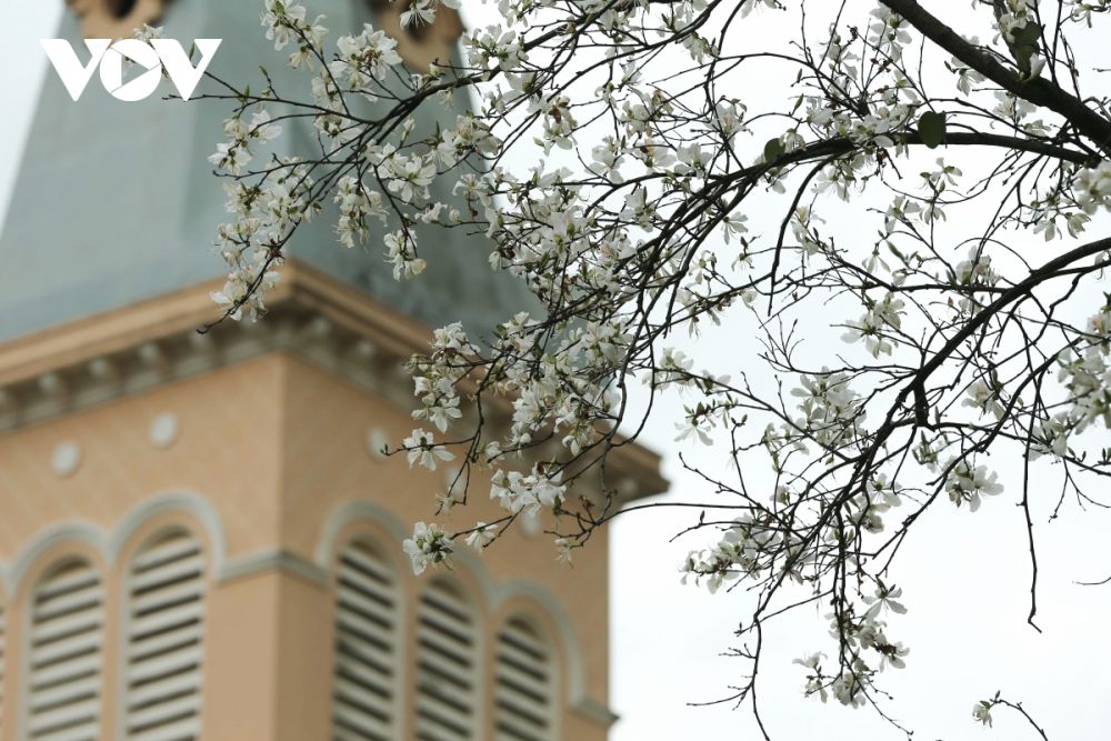 Ngắm hoa ban trắng Tây Bắc bung nở ở Đà Lạt