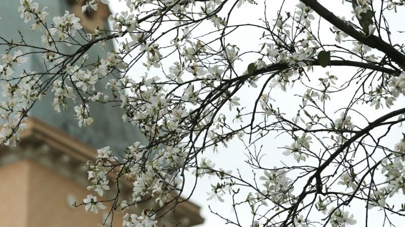 Ngắm hoa ban trắng Tây Bắc bung nở ở Đà Lạt