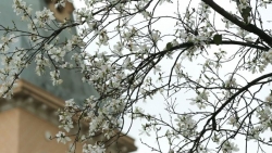 Ngắm hoa ban trắng Tây Bắc bung nở ở Đà Lạt