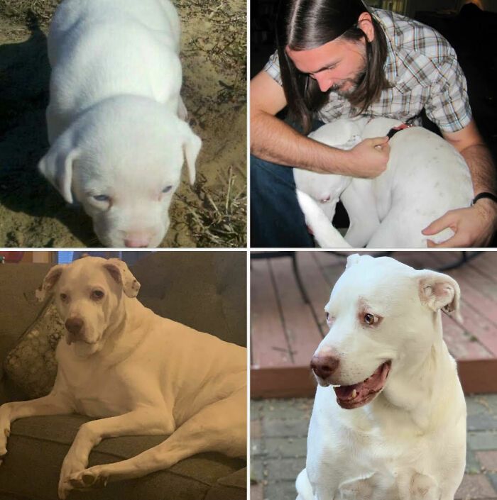 Bức ảnh ảnh cảm động về những chú chó, mèo bị bỏ rơi