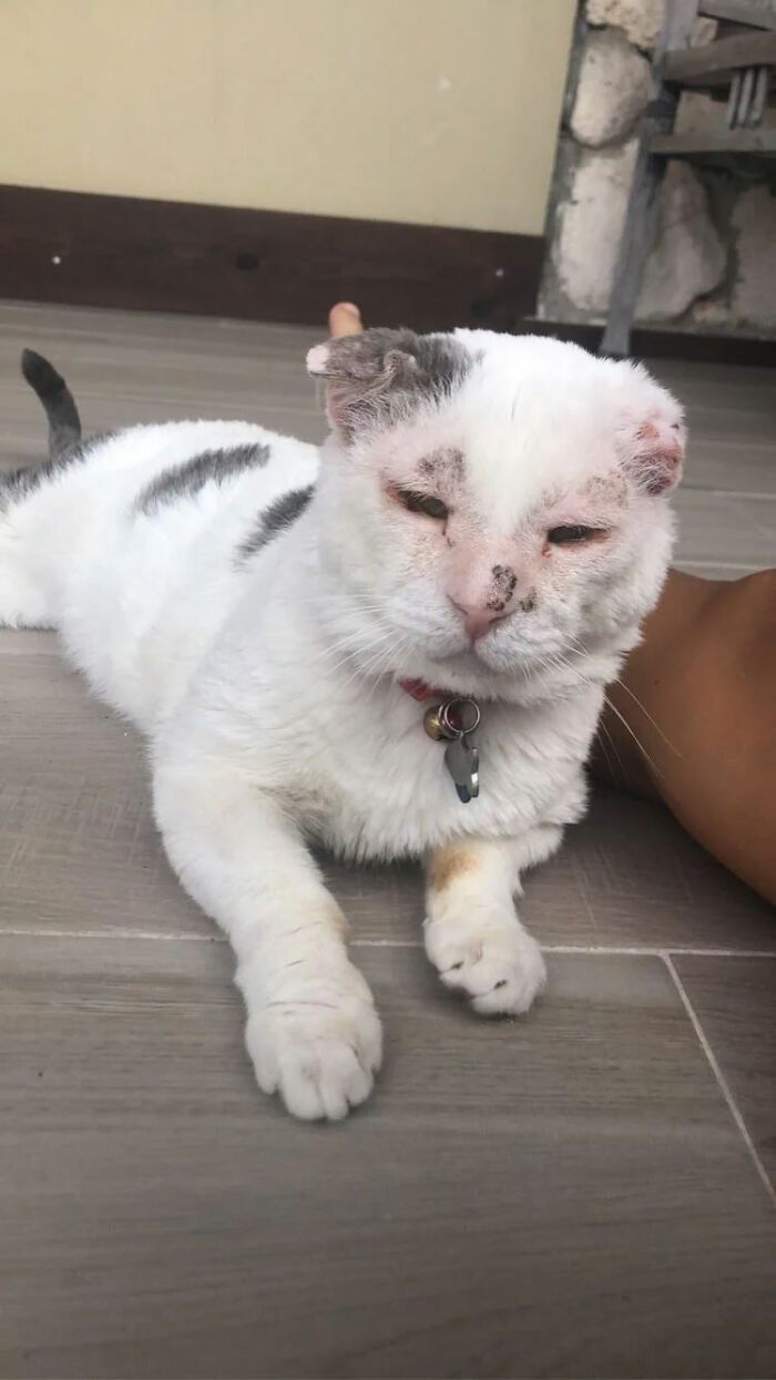 Bức ảnh ảnh cảm động về những chú chó, mèo bị bỏ rơi