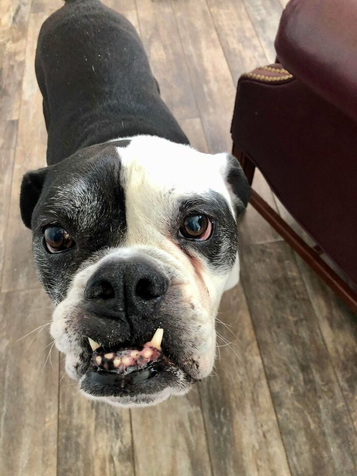 Bức ảnh ảnh cảm động về những chú chó, mèo bị bỏ rơi