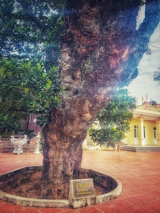 Thân hình sù xì của cây mít cổ nhất Việt Nam, 500 năm tuổi