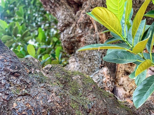 Thân hình sù xì của cây mít cổ nhất Việt Nam, 500 năm tuổi