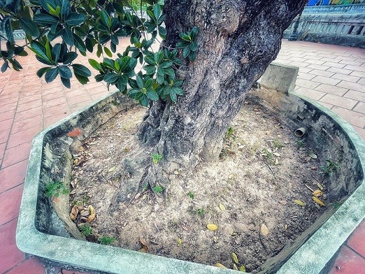 Thân hình sù xì của cây mít cổ nhất Việt Nam, 500 năm tuổi