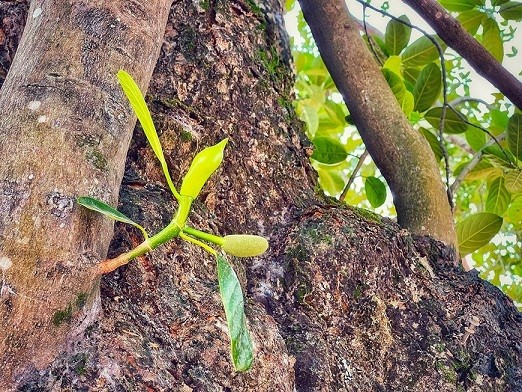 Thân hình sù xì của cây mít cổ nhất Việt Nam, 500 năm tuổi