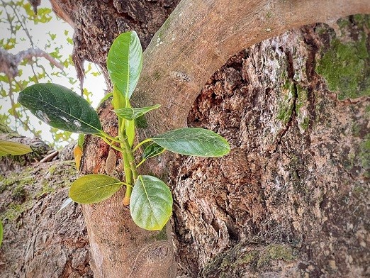 Thân hình sù xì của cây mít cổ nhất Việt Nam, 500 năm tuổi