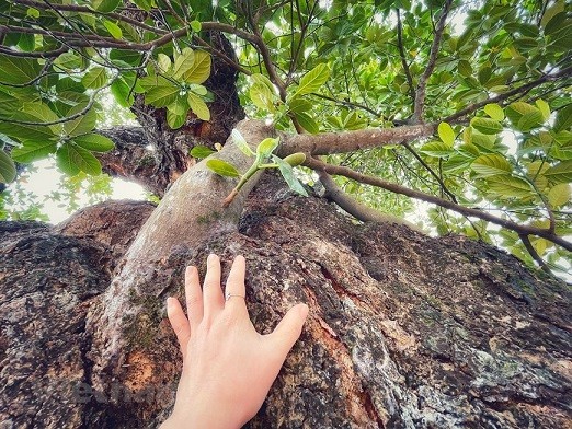 Thân hình sù xì của cây mít cổ nhất Việt Nam, 500 năm tuổi