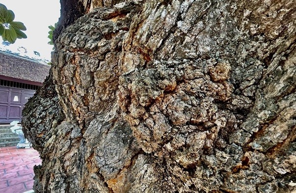 Thân hình sù xì của cây mít cổ nhất Việt Nam, 500 năm tuổi