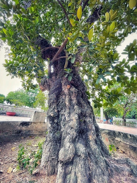 Thân hình sù xì của cây mít cổ nhất Việt Nam, 500 năm tuổi
