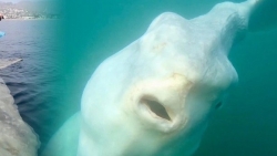 Người Mỹ bắt gặp cá mặt trời khổng lồ bơi gần bờ biển