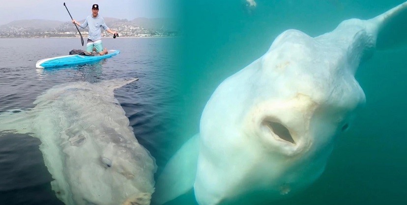 Một người Mỹ bắt gặp con cá mặt trời khổng lồ, nặng 2,5 tấn