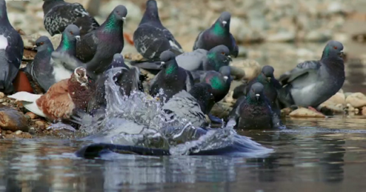 Cá nheo châu Âu nguy hiểm với chim bồ câu như nào mà được ví là 'quái vật'?