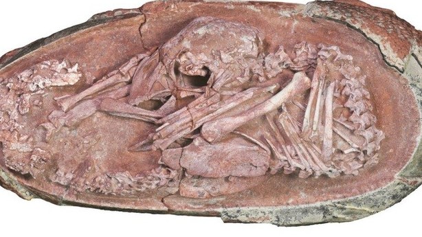 Trung Quốc: Tìm thấy hóa thạch trứng khủng long 66 triệu năm còn nguyên vẹn đến từng chi tiết