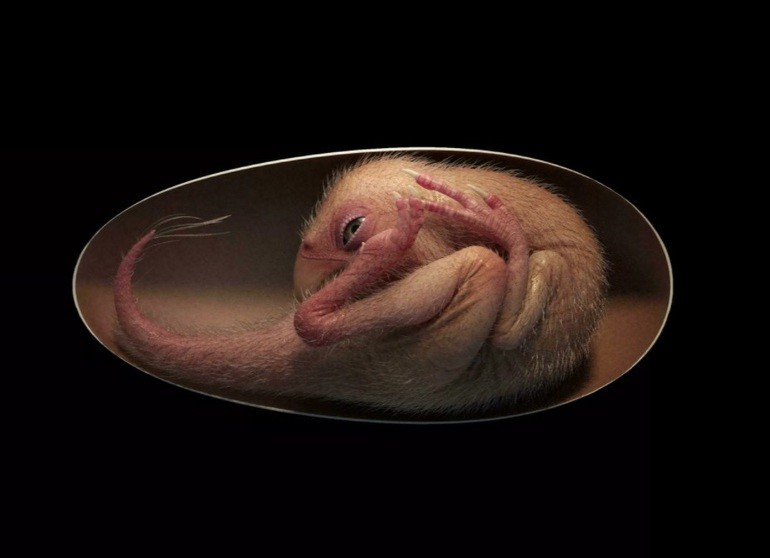 Hình dung của các nhà khoa học về khủng long Baby Yingliang cách đây 66 triệu năm. (Nguồn: France 24). Hình dung của các nhà khoa học về khủng long Baby Yingliang cách đây 66 triệu năm. (Nguồn: France 24).