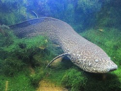 Thích nghi với khí hậu khô hạn, loài cá kỳ lạ sống cả năm trên cạn