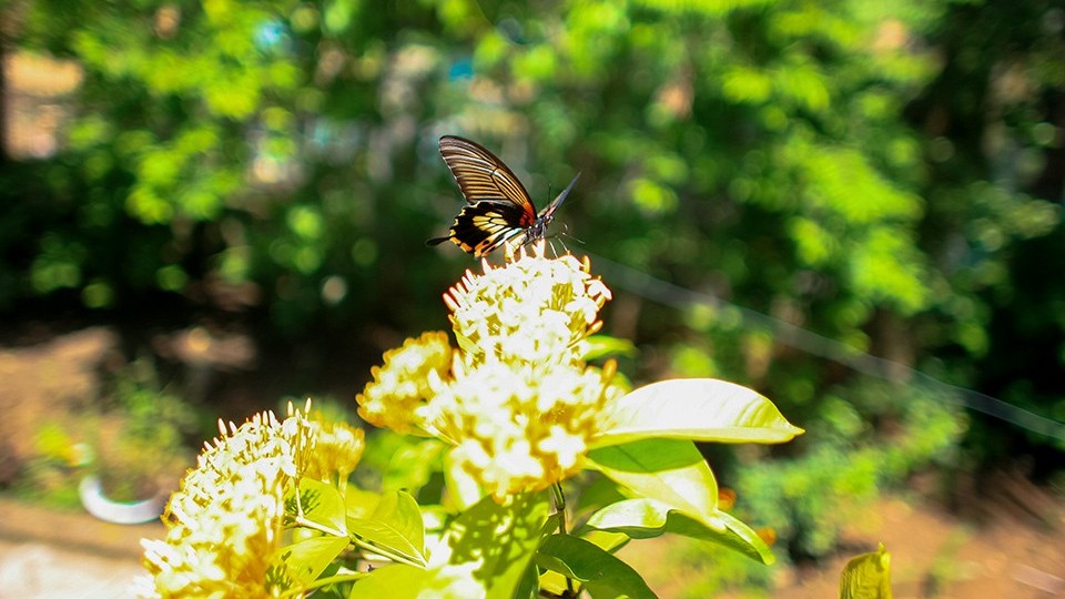 Về Buôn Ma Thuột... hưởng nắng gió cao nguyên