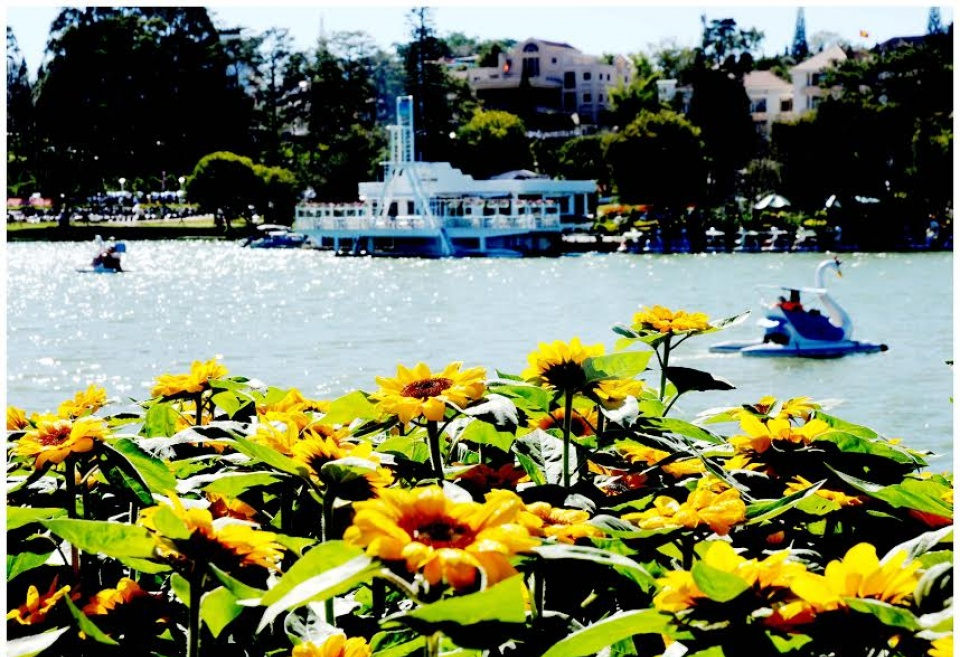 Rực rỡ sắc xuân Đà Lạt