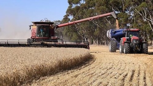 Lý do Ấn Độ bất ngờ cấm xuất khẩu lúa mỳ