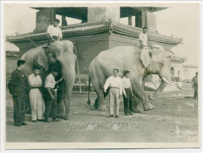 Chuyện hai chú voi Bác Hồ tặng Vườn bách thú Leningrad