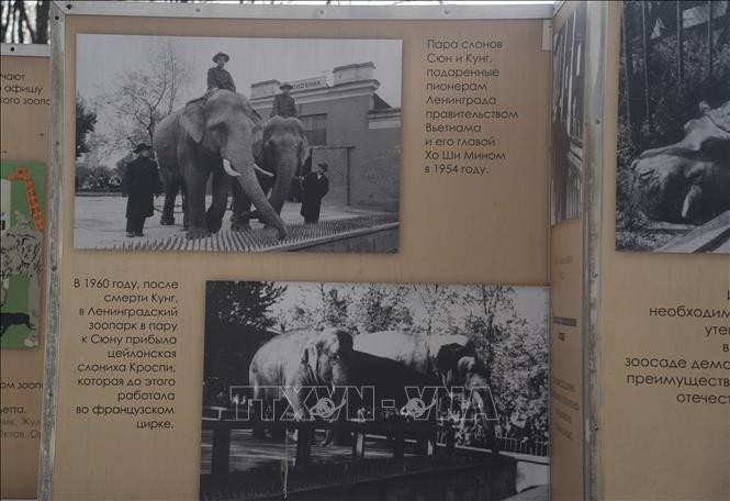 Chuyện hai chú voi Bác Hồ tặng Vườn bách thú Leningrad